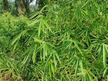 Yabani çalılıklarda yetişen çit bambu..