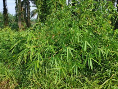 Yabani çalılıklarda yetişen çit bambu..