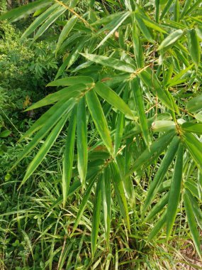 Yabani çalılıklarda yetişen çit bambu..