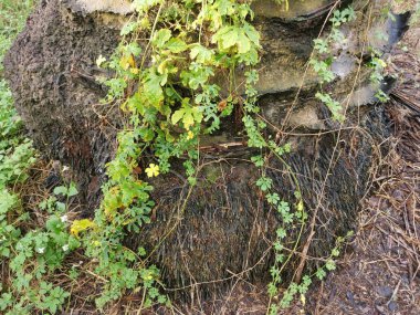 Vahşi balsam armut bitkisi palmiye gövdesine tırmanıyor..