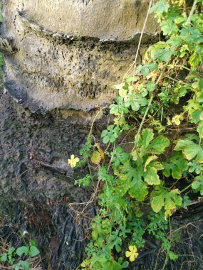 Vahşi balsam armut bitkisi palmiye gövdesine tırmanıyor..