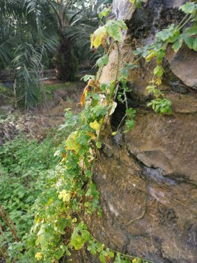 Vahşi balsam armut bitkisi palmiye gövdesine tırmanıyor..