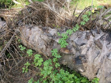 Vahşi balsam armut bitkisi palmiye gövdesine tırmanıyor..