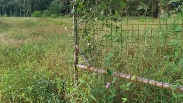 野生のセントロセマの雑草で這う古い錆びた門は — ストック動画