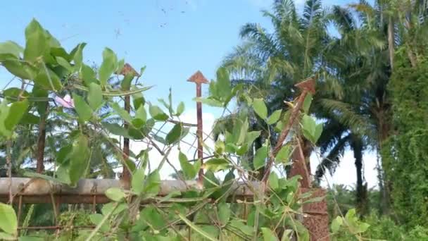 Oude Roestige Poort Krioelt Van Wilde Centrosema Weed — Stockvideo