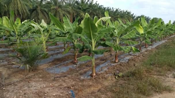Fiatal Banánfák Termesztése Gazdaságban — Stock videók