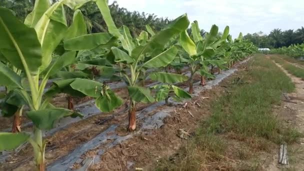 Fiatal Banánfák Termesztése Gazdaságban — Stock videók