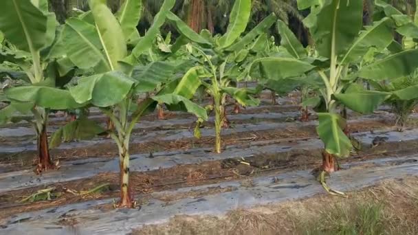 Árvores Banana Crescimento Jovem Fazenda — Vídeo de Stock