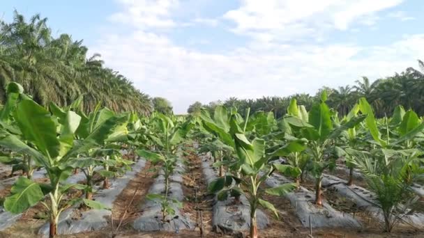 Plantación Plátanos Jóvenes Granja — Vídeo de stock