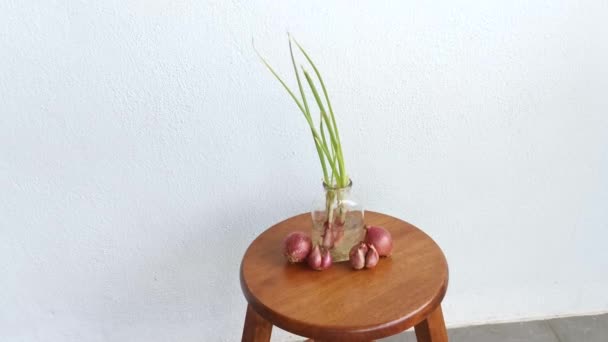 Fresh Red Spring Onions — Stock Video