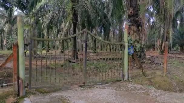 Starý Rezavý Vchod Palmové Plantáže — Stock video