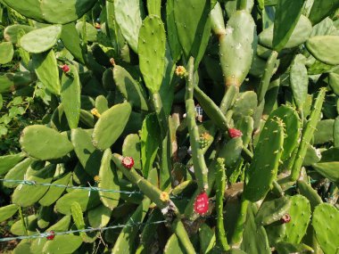 Uzun dikenli opuntia ficus-indica kaktüsü