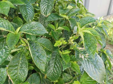 Yapraksı yeşil yüzlü genel bitki