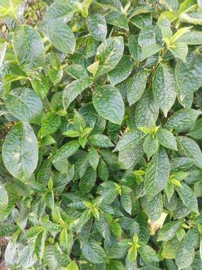 Yapraksı yeşil yüzlü genel bitki