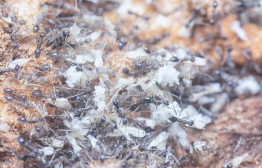 Beyaz yumurtaları hareket ettiren küçük siyah bahçe karıncaları.