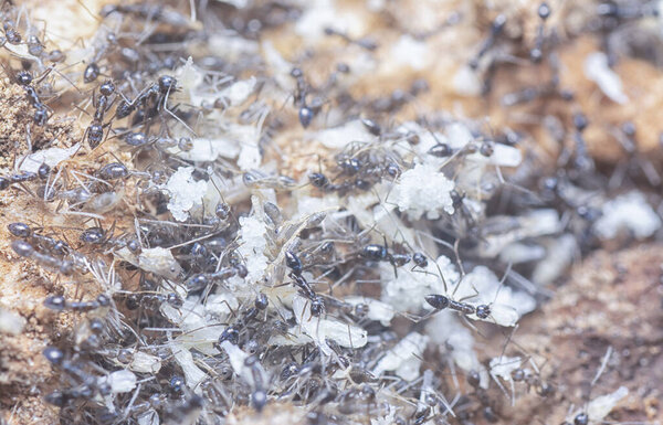 tiny black garden ants moving white eggs.