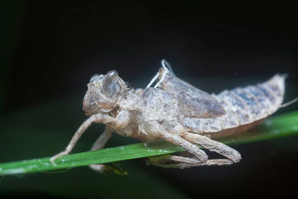 skin shedding of an odonata species insect.