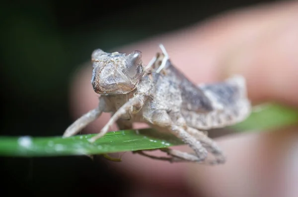 skin shedding of an odonata species insect.