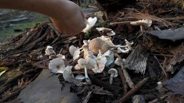 Plukken Van Verse Eetbare Termitomyces Tylerianus Champignons — Stockvideo