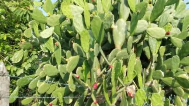 Uzun dikenli opuntia ficus-indica kaktüsü