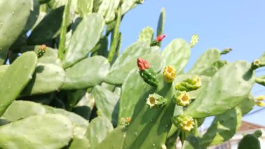 Uzun dikenli opuntia ficus-indica kaktüsü