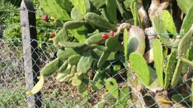 Uzun dikenli opuntia ficus-indica kaktüsü