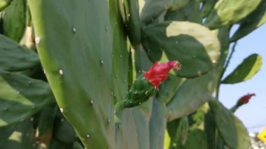 Uzun dikenli opuntia ficus-indica kaktüsü