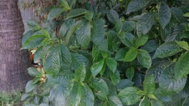 Yapraksı yeşil yüzlü genel bitki