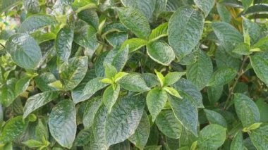 Yapraksı yeşil yüzlü genel bitki