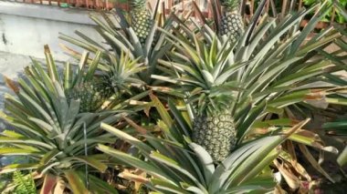 Lazımlık ananas ananas ezmesi. 