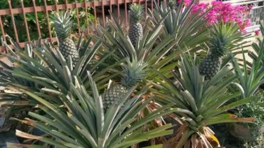 Lazımlık ananas ananas ezmesi. 