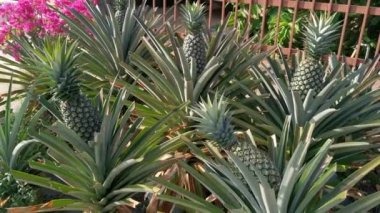 Lazımlık ananas ananas ezmesi. 