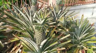 Lazımlık ananas ananas ezmesi. 