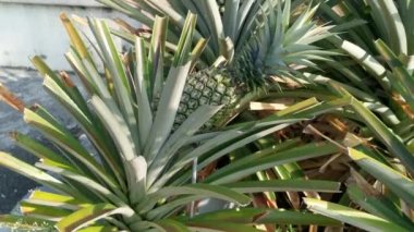 Lazımlık ananas ananas ezmesi. 