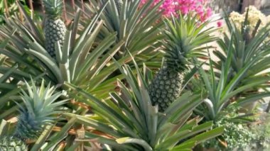 Lazımlık ananas ananas ezmesi. 