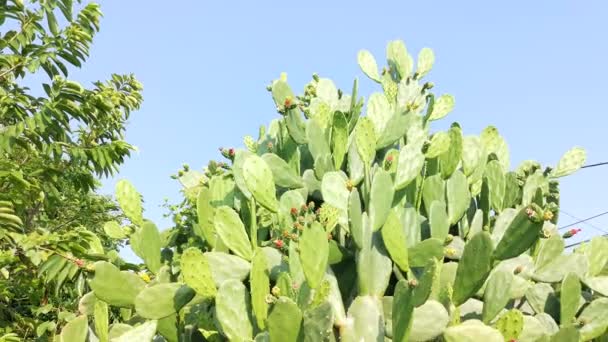 Lång Taggig Opuntia Ficus Indica Kaktus Växt — Stockvideo