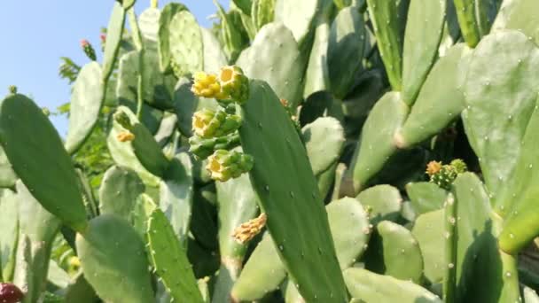Magas Tövises Opuntia Ficus Indica Kaktusz Növény — Stock videók