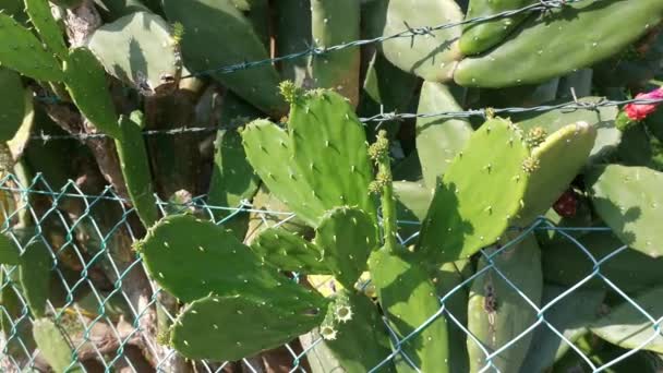 Magas Tövises Opuntia Ficus Indica Kaktusz Növény — Stock videók