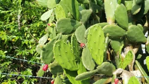 Lång Taggig Opuntia Ficus Indica Kaktus Växt — Stockvideo