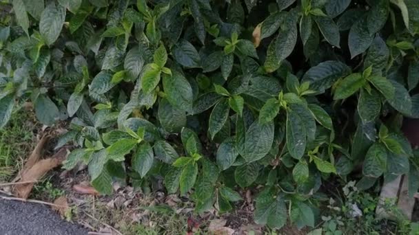 Frondoso Verde Negro Cara General Planta — Vídeo de stock