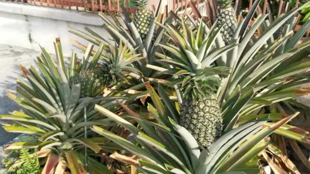 Potta Ananas Comosus Ananas Krukväxt — Stockvideo