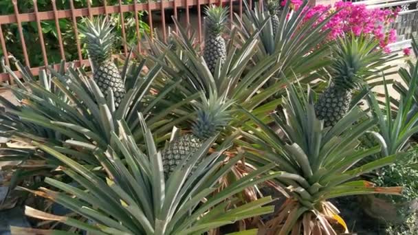 Potty Ananas Comosus Pineapple Houseplant — Stock Video