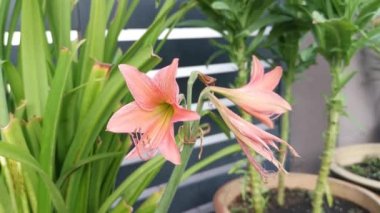 mercan renkli Amaryllis belladonna zambağı