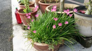 Pembe zephyranthes rosea lindl saksıda yetişiyor..