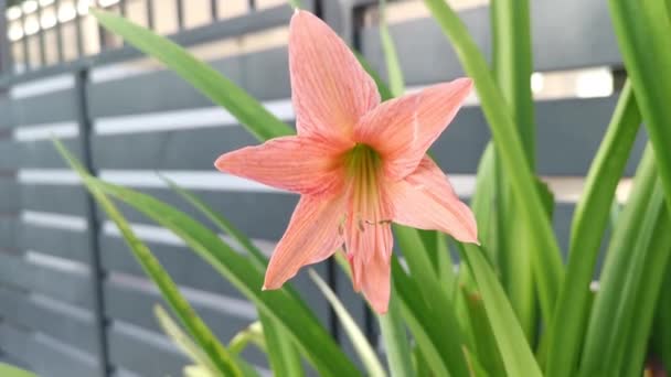 珊瑚色的Amaryllis Belladonna Lily — 图库视频影像