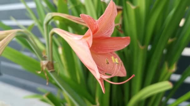 Coral Colored Amaryllis Belladonna Lily — Stock Video