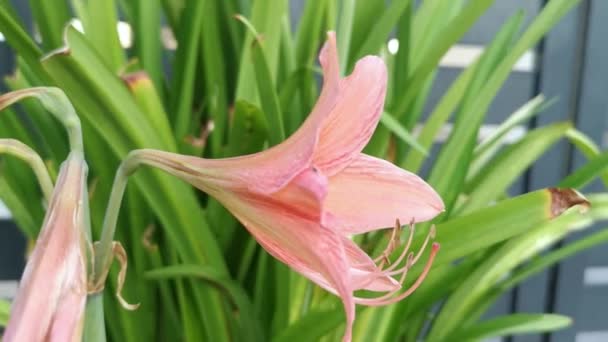 珊瑚色的Amaryllis Belladonna Lily — 图库视频影像