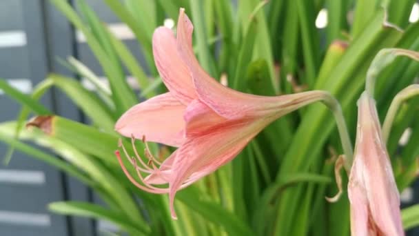 珊瑚色的Amaryllis Belladonna Lily — 图库视频影像