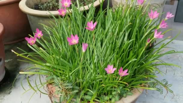 Pink Zephyranthes Rosea Lindl Growing Pot — Stock Video