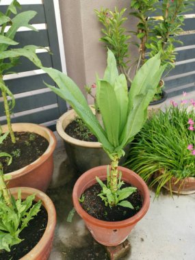 Yeşil hücre laktuca sativa tencerede büyüyor..